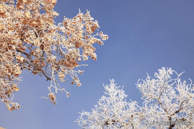 轮台胡杨林雾凇美出圈！这个冬天等你来打卡