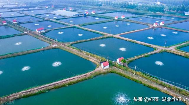 准备养殖小龙虾的你一定要看看：小龙虾的养殖条件及管理要点解析