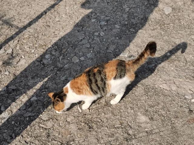 重阳节登高望远