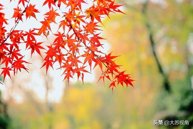 江苏秋日0元赏秋指南！15个反内卷秘境，全域美景不花1分钱