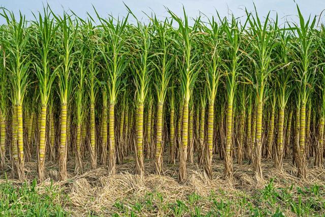 现实版“偷甘蔗”为什么这么火