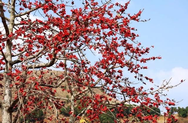 万兴乡：白沙水畔 木棉燃红怒江春