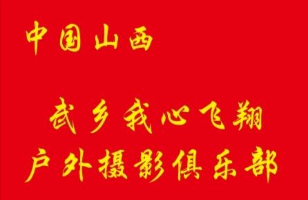 古槐屹立岁月悠、枝繁叶茂诉千秋