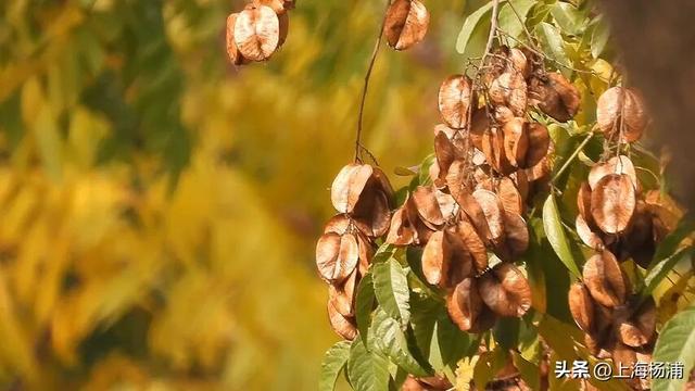 太美啦！去杨浦这两条路“踩”秋天，沙沙响的那种～