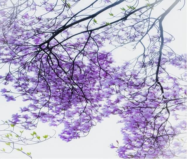 还看映山红？安徽大别山深处万株野生映山蓝正开，免费的蓝紫梦境