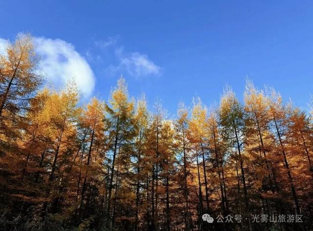 宝子你听我说，近期天气好、红叶美，光雾山可以冲了!