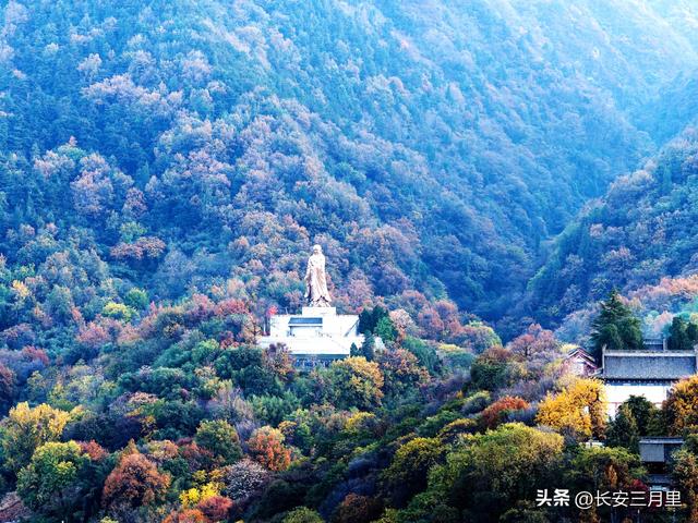 楼观台的古树和故事