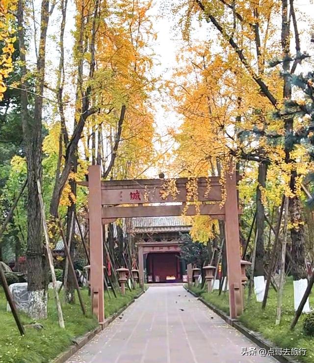 成都市区最美银杏都藏在这里，千年沉淀超级惊艳，公交车直达！