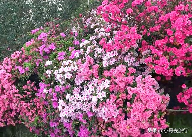 成都公园最大规模杜鹃花开了，200多亩花开成海，不要门票！