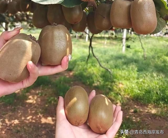 鲜 果 上 市 ！