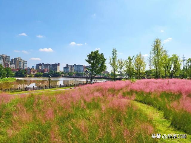 花漾邛州 | 秋日限定美景，粉黛登场！