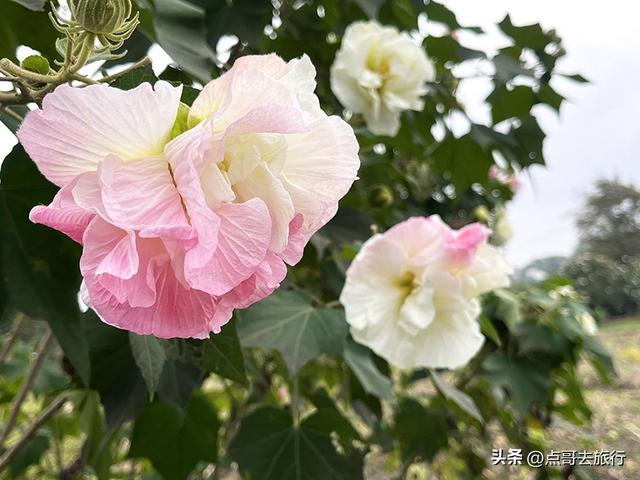 成都市区最美芙蓉花，王者风范，植物迷宫更是惊艳，不要门票！