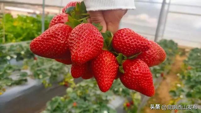 西华草莓熟了，赶紧来采摘吧！