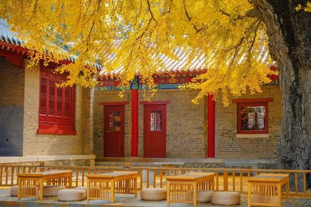 临沂孔庙银杏季打卡攻略！未来一个月这样玩~