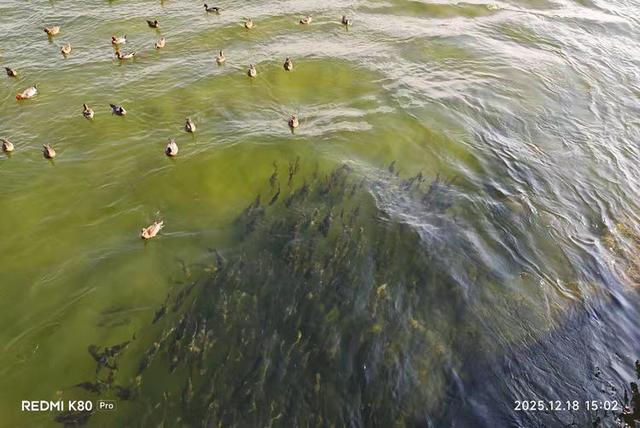 快乐的25/26深圳湾候鸟季