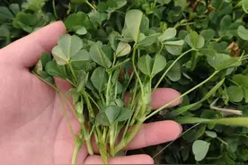 这种不起眼的野菜竟是“营养宝藏”！这口春天的"鲜"千万别错过图片