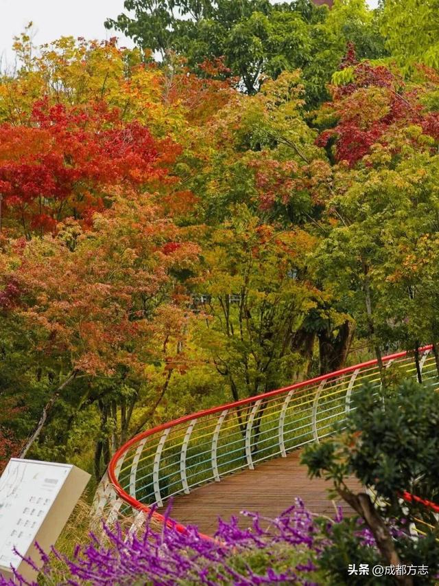 注意！这不是油画，而是成都的彩色秋天！