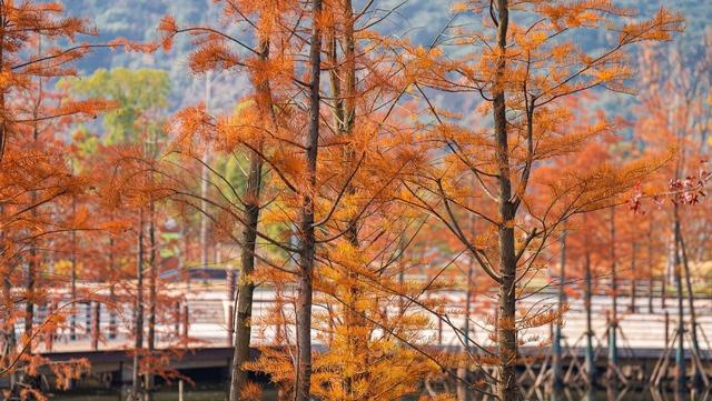 从百年古刹到水上森林：解锁上方山秋冬宝藏打卡地