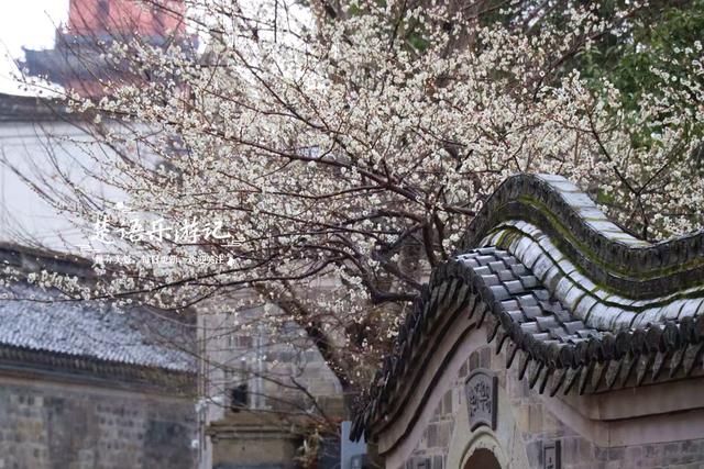 除了月湖公园的梅花，宁波城区这几处赏梅地也很美，交通相当方便