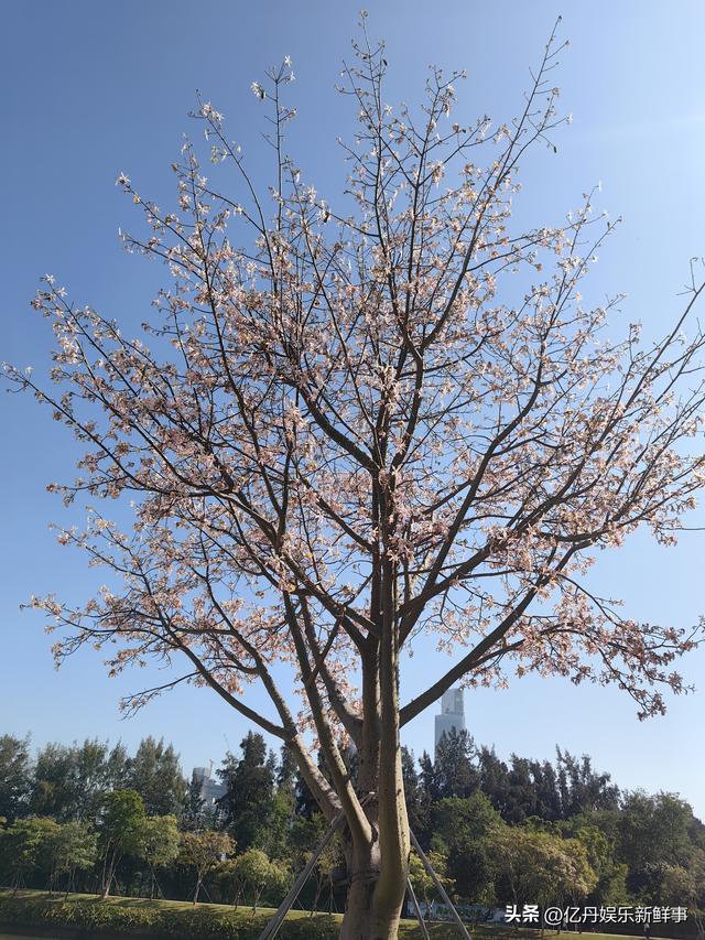 记录一棵异木棉树的轮回启示