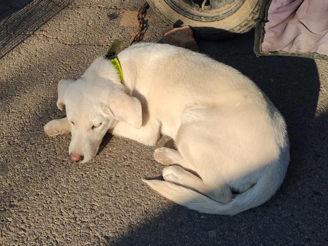 记录德州：岔河河堤上的大集，人山人海，异常热闹