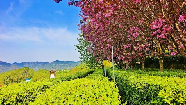 万源：赴春日之约，赏茶绿樱红