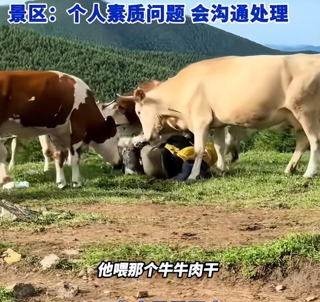 真相大白！男子遭牛群踩踏，不是因为挑逗，知情人透露 目标不是人