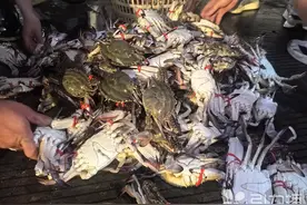 “开渔第一网”梭子蟹抢“鲜”上市图片