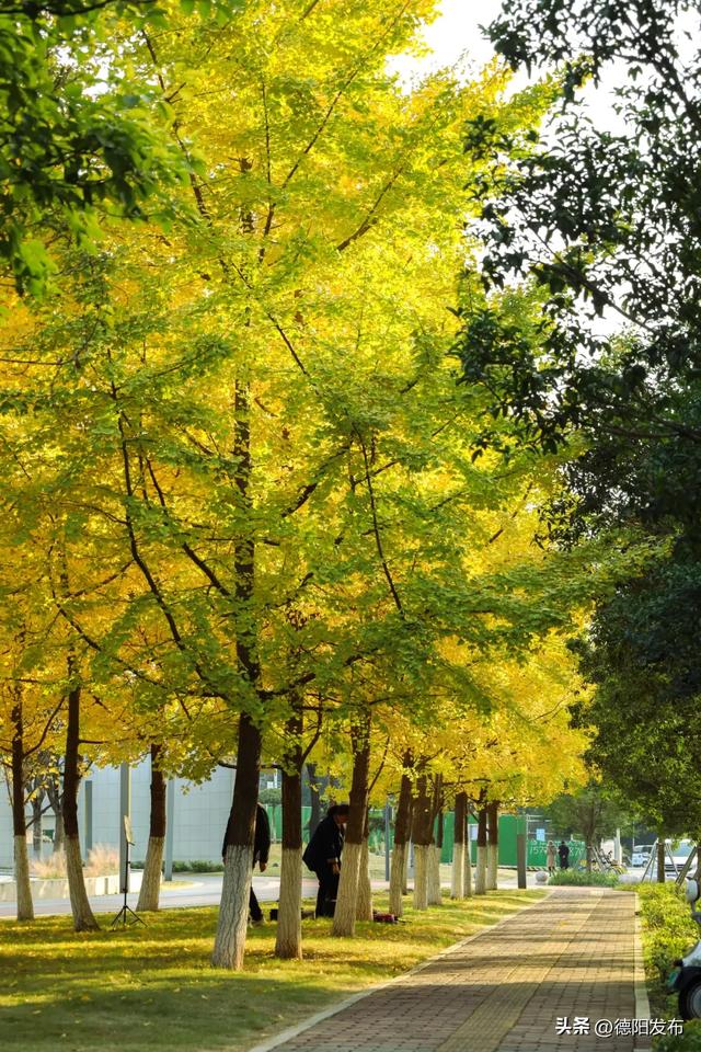 德阳冬季的“顶流”来了！错过等一年……