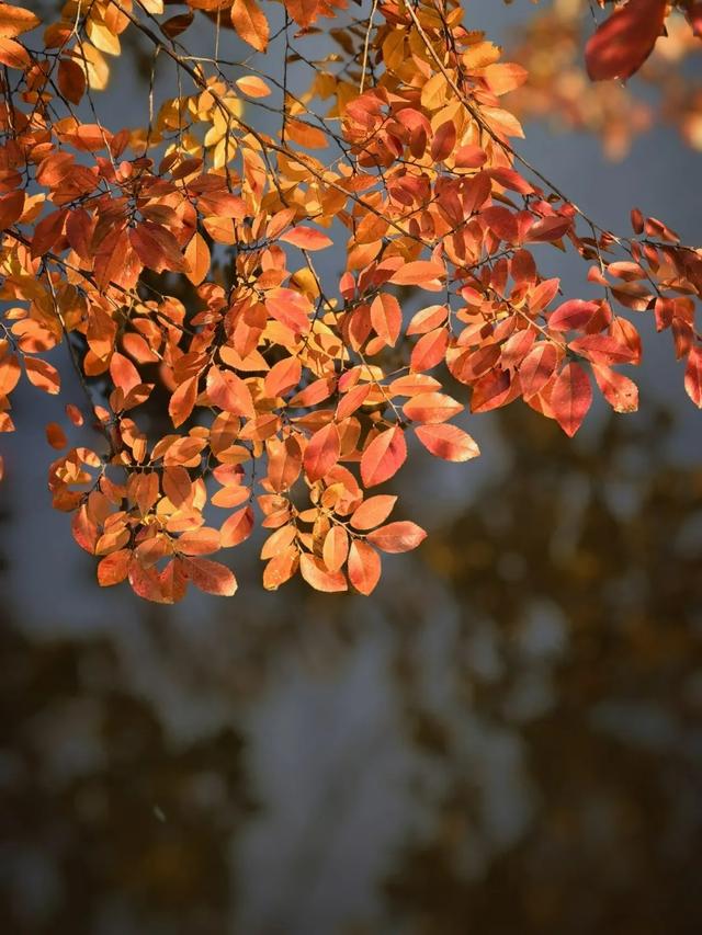 深秋彩叶已上线，打卡超出片