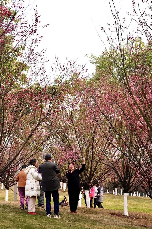 轨道公交直达！重庆红梅花海已上线，速来打卡→
