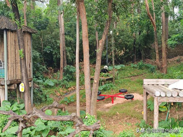 参观广州长隆野生动物园，全程感觉眼累手累腿不累