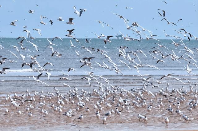 山东变身“候鸟天堂”，点击Get冬日限定浪漫