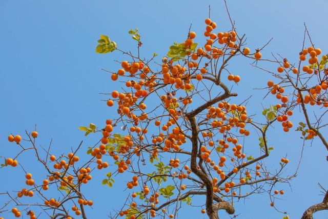 霜降罗田，邂逅中国最美红叶！大别山秋日摄影全攻略