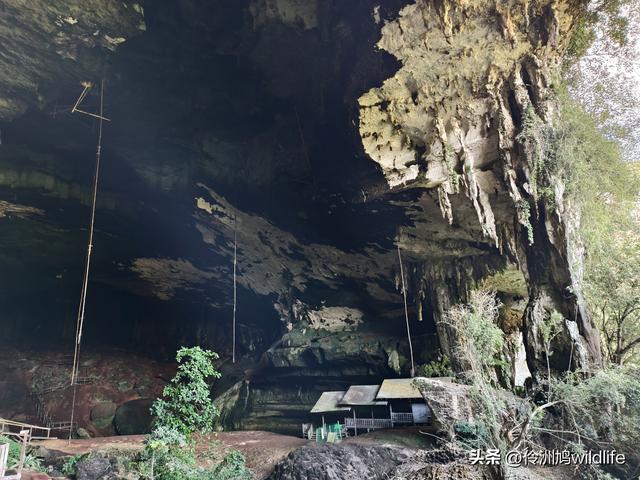 马来西亚(32)砂拉越州⑥世界遗产尼亚洞窟探险