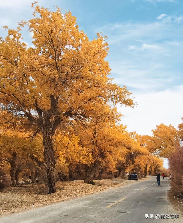沙雅县470万亩胡杨正把全年最浓烈的色彩最后一次性释放出来