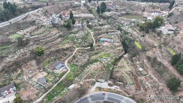 多彩旌阳｜双东樱桃花竞相绽放 绘就春日绚丽美景