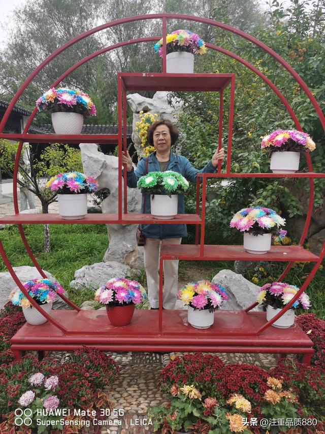 今年唐山南湖菊展从规模到品种在我印象中是多年来的第一次