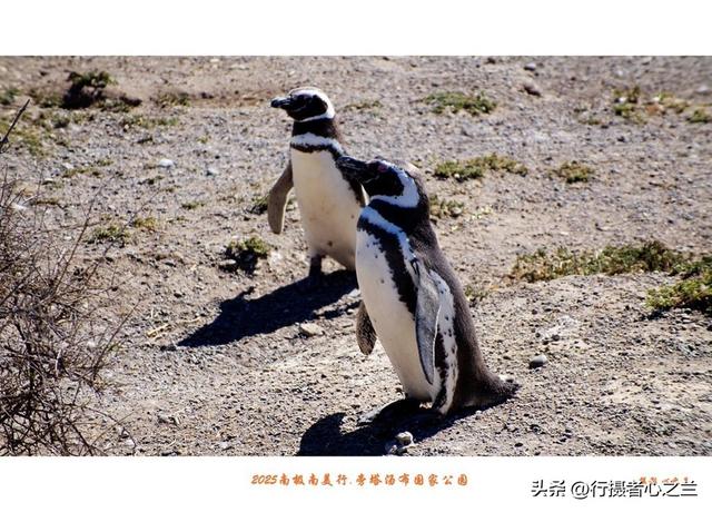 南极南美三国行游影记（77）—阿根廷旁塔汤布国家公园（四）