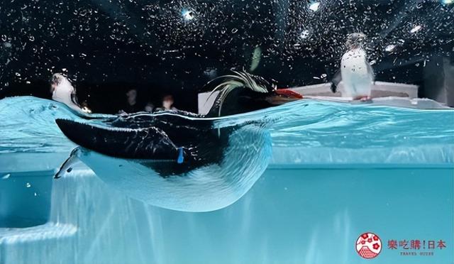 夜游札幌景点推荐「AOAO SAPPORO」水族馆：狸小路地下街直达