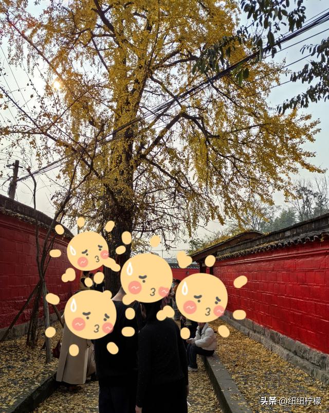 为看金黄美景和红墙，我来北碚静观走一趟，在塔坪寺和思乡台公园