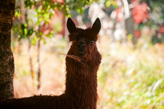 可惜你不听《枫》,不知道醴陵这片枫林到底有多美!