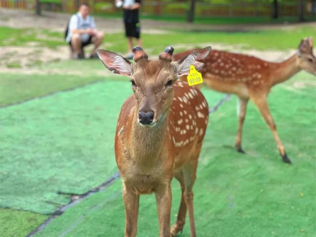 太阳岛 “特种兵”集合！1天打卡N个精华景点，极限打卡不踩雷