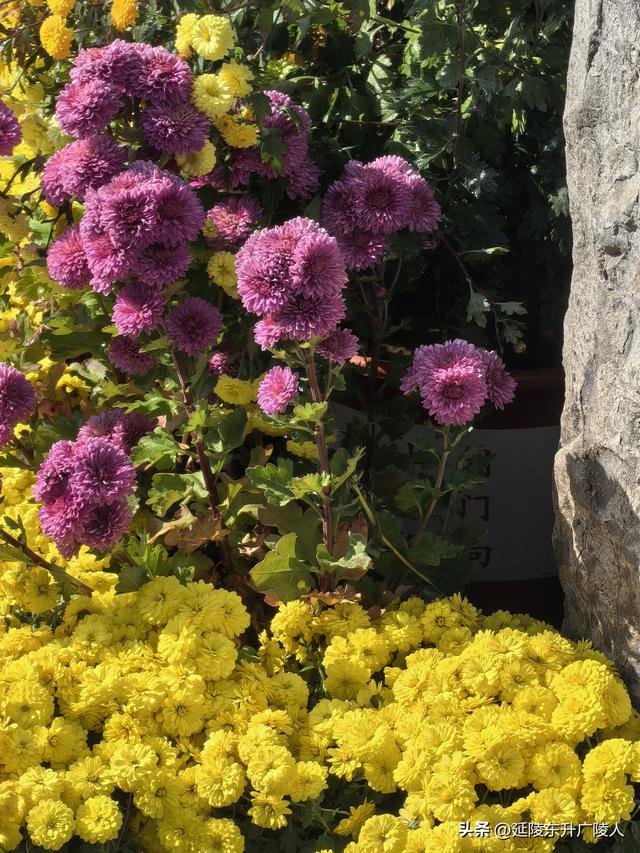 常州城东横山桥白龙观 冬日菊花节 采菊东篱下，悠然见横山