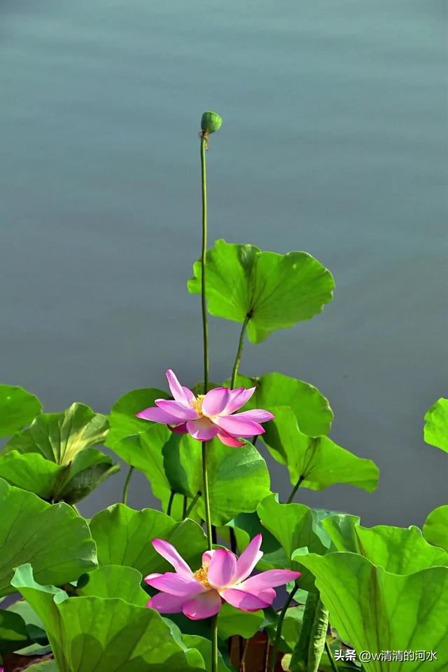 荷花是夏季里最曼妙的风景