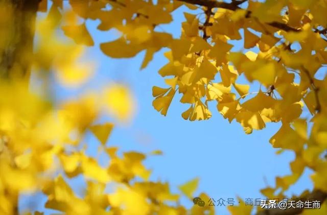 商丘日月湖景区：从来银杏不负秋