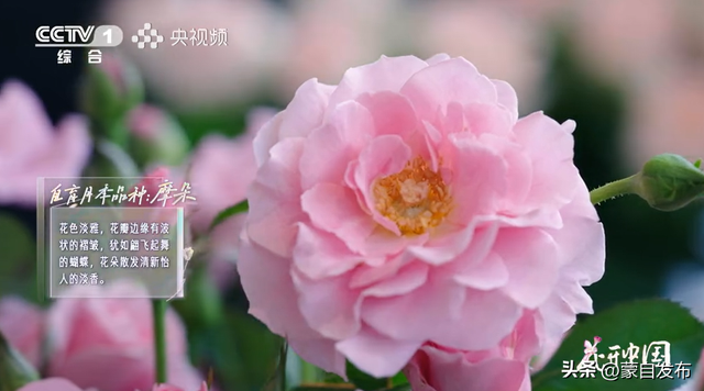 蒙自花开上央视！诚邀晒图，评论区专“宠”鲜花！