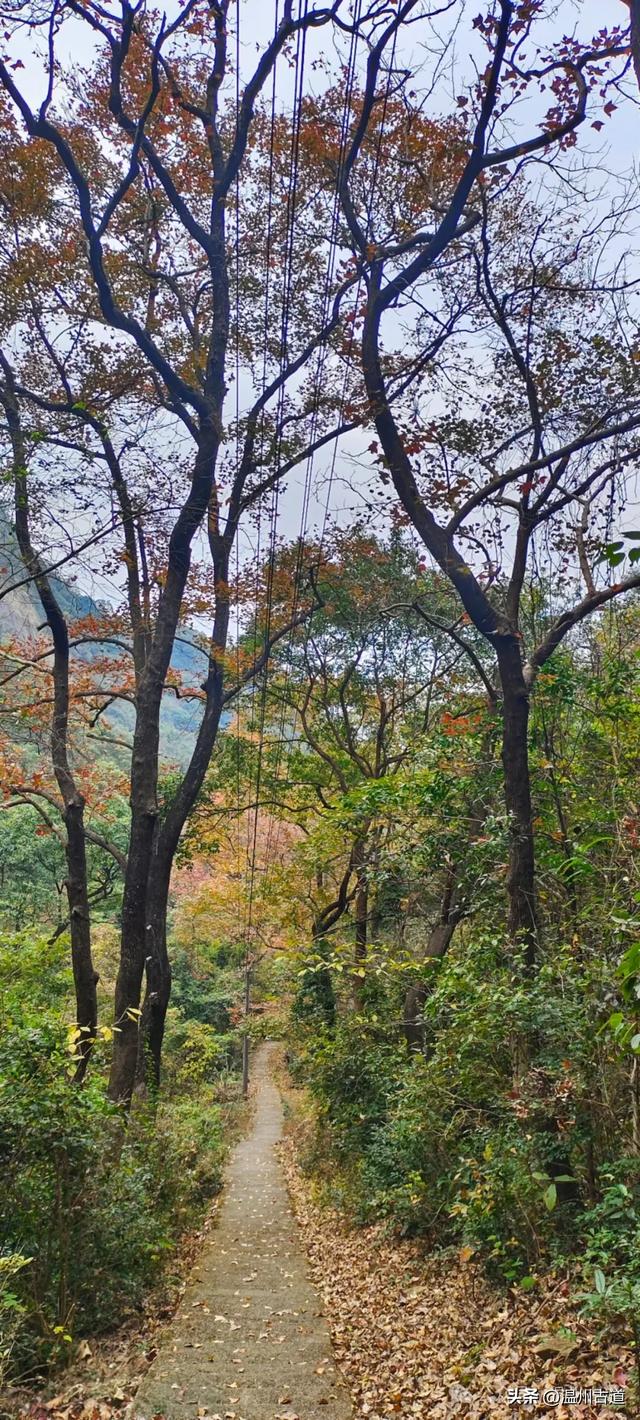 又是一年红枫季，美“枫”了! 温州这处环浙步道秘境枫红正艳