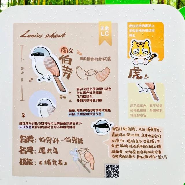 屯溪傍霞丨观鸟新手村·萌新练级刷野好去处~吃住游行全无忧！| 皖美夏日