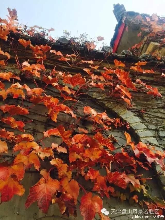 盘山 “红” 了！